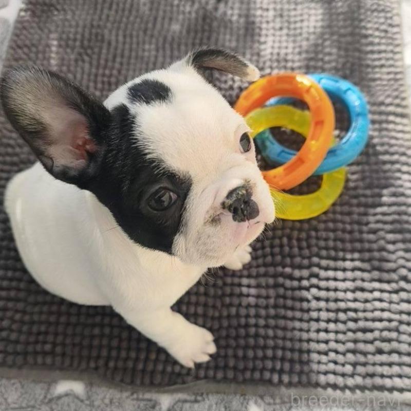 販売中の東京都のフレンチブルドッグ-434849