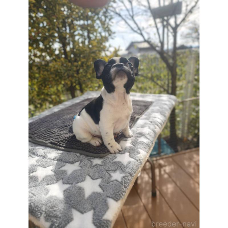 販売中の東京都のフレンチブルドッグ-434850の5枚目