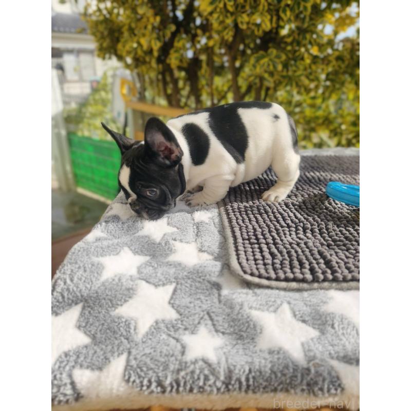 販売中の東京都のフレンチブルドッグ-434850の4枚目