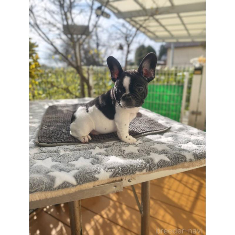 販売中の東京都のフレンチブルドッグ-434850の3枚目