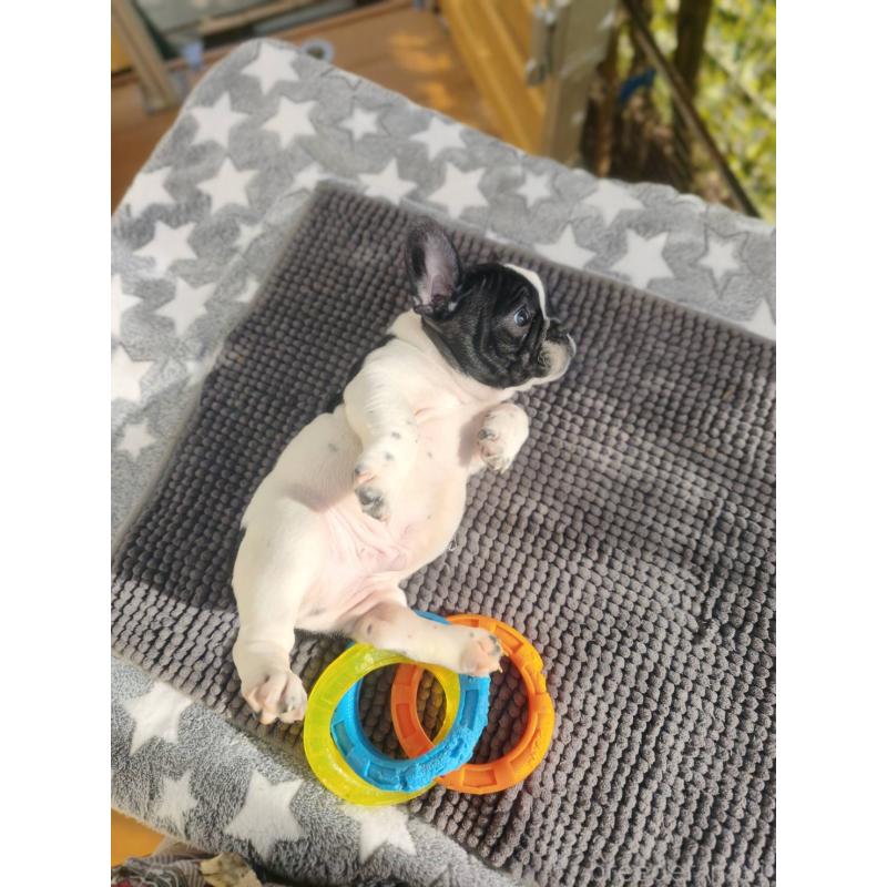 販売中の東京都のフレンチブルドッグ-434850の2枚目