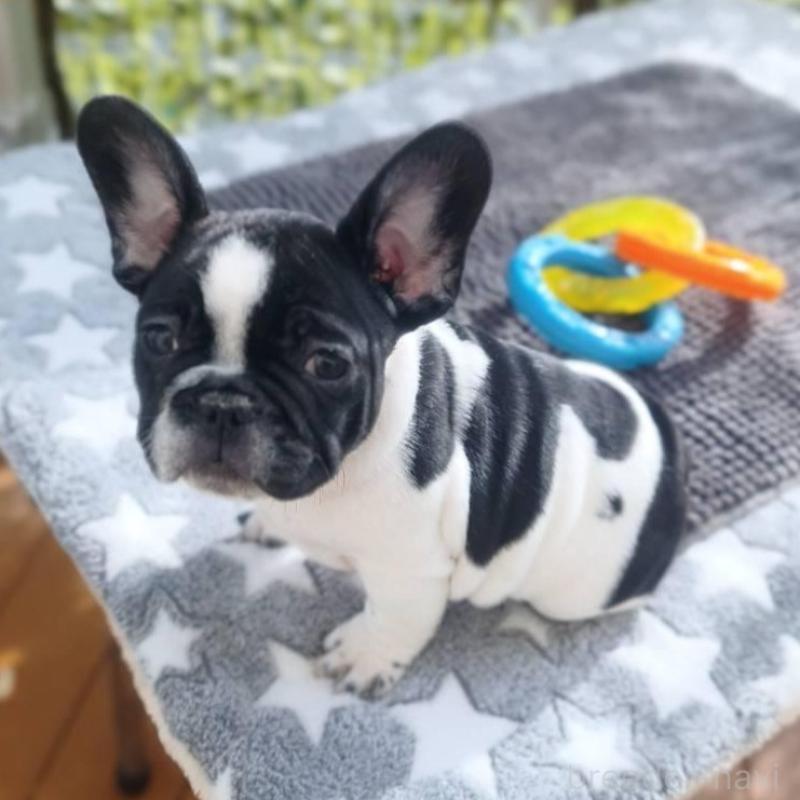 販売中の東京都のフレンチブルドッグ-434850の1枚目