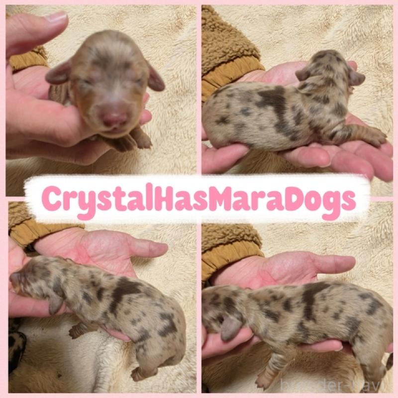 販売中の北海道のミニチュアダックスフンド(ロングヘアード)-434851