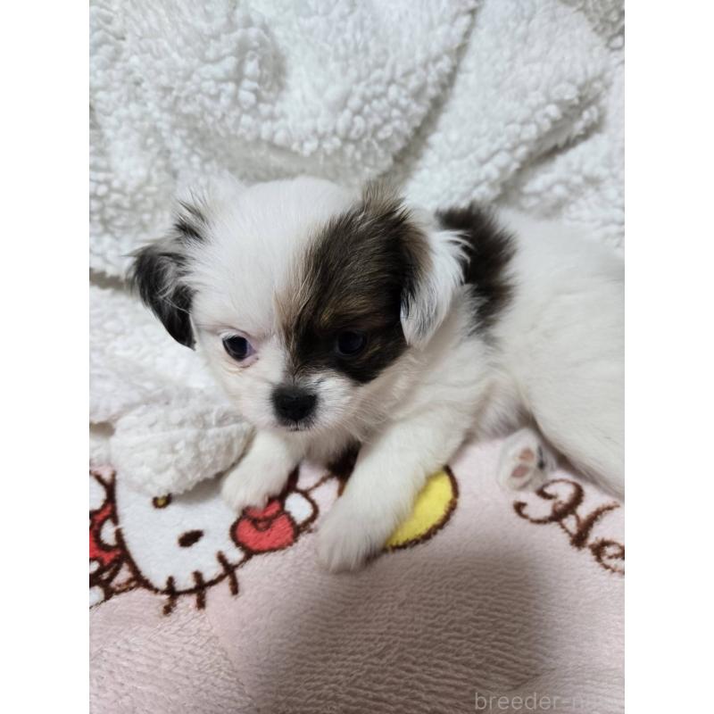 販売中の大阪府のミックス犬-434853の4枚目