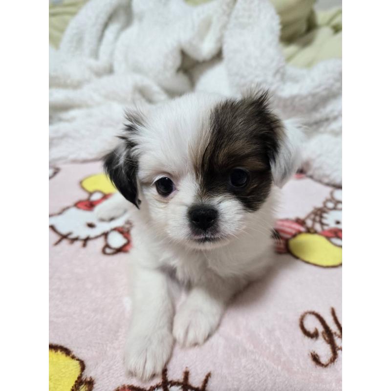 販売中の大阪府のミックス犬-434853の3枚目