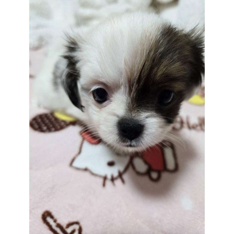 販売中の大阪府のミックス犬-434853の2枚目