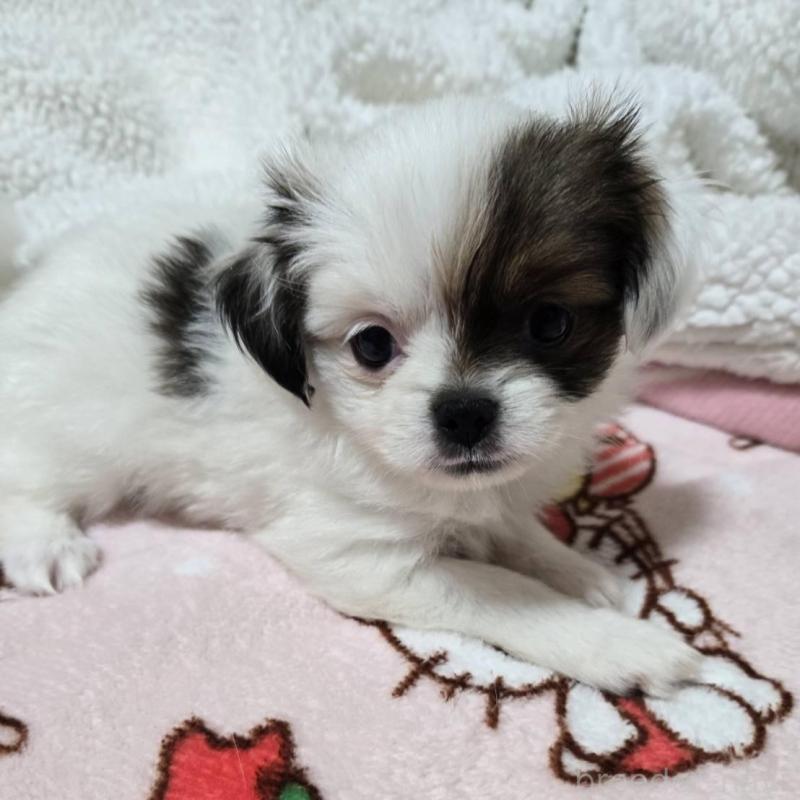 販売中の大阪府のミックス犬-434853の1枚目