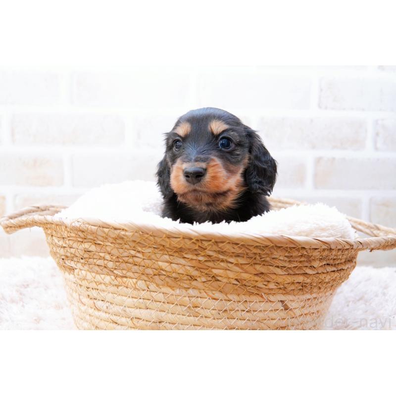 販売中の神奈川県のミニチュアダックスフンド(ロングヘアード)-434854の10枚目