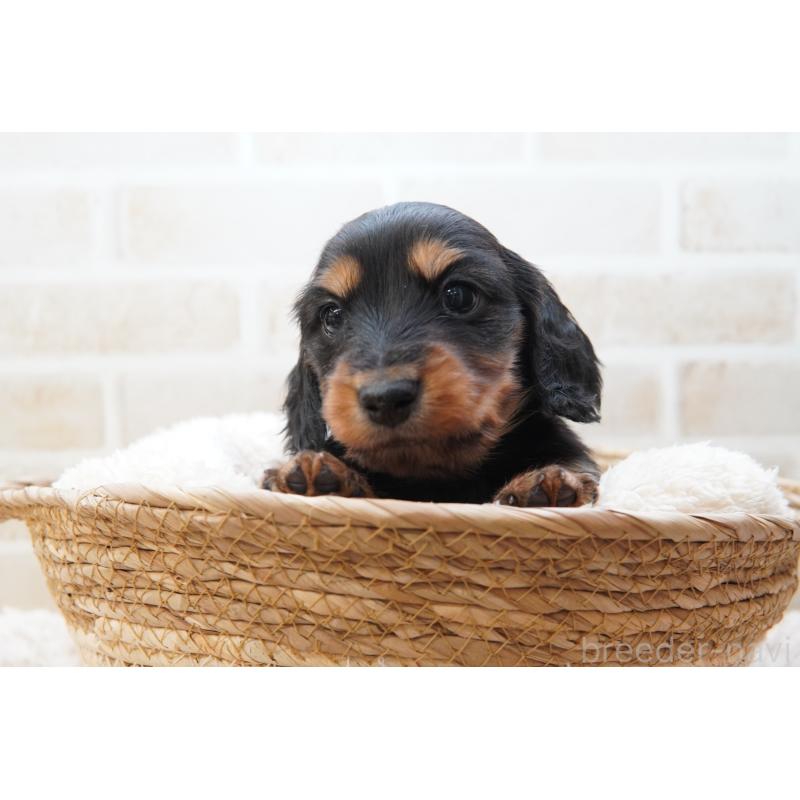 販売中の神奈川県のミニチュアダックスフンド(ロングヘアード)-434854の9枚目