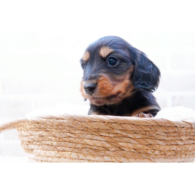 販売中の神奈川県のミニチュアダックスフンド(ロングヘアード)-434854の8枚目