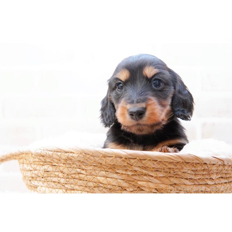 販売中の神奈川県のミニチュアダックスフンド(ロングヘアード)-434854の7枚目