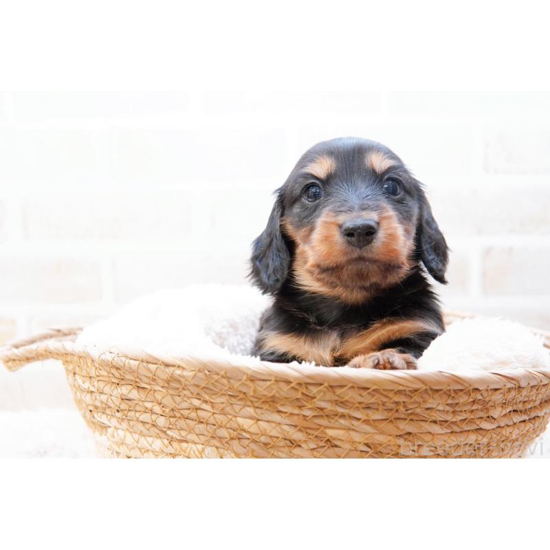 販売中の神奈川県のミニチュアダックスフンド(ロングヘアード)-434854の6枚目