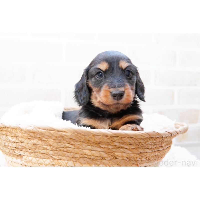 販売中の神奈川県のミニチュアダックスフンド(ロングヘアード)-434854の5枚目