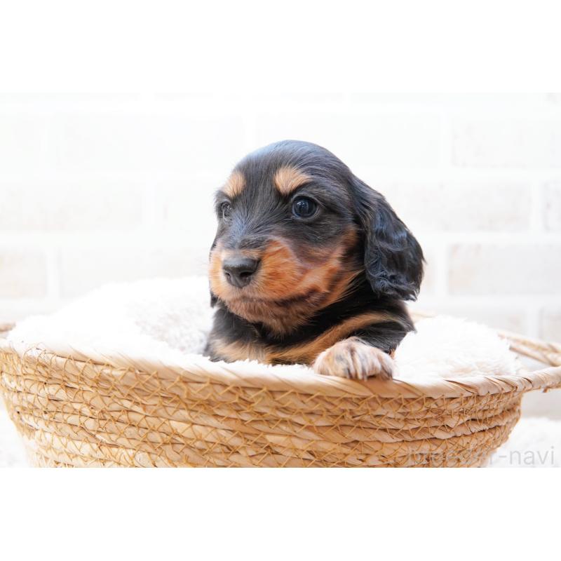 販売中の神奈川県のミニチュアダックスフンド(ロングヘアード)-434854の4枚目