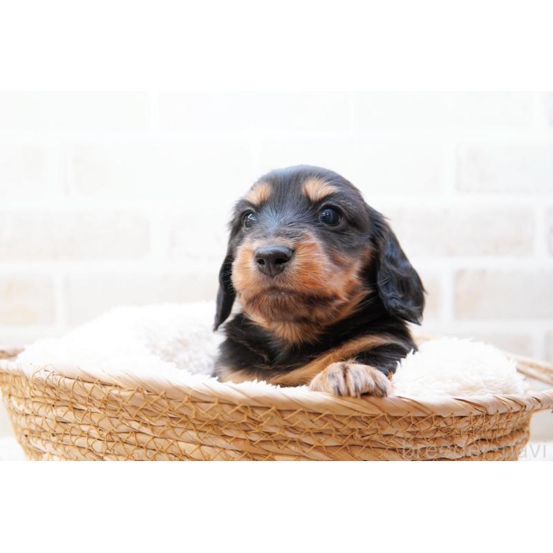 販売中の神奈川県のミニチュアダックスフンド(ロングヘアード)-434854の3枚目