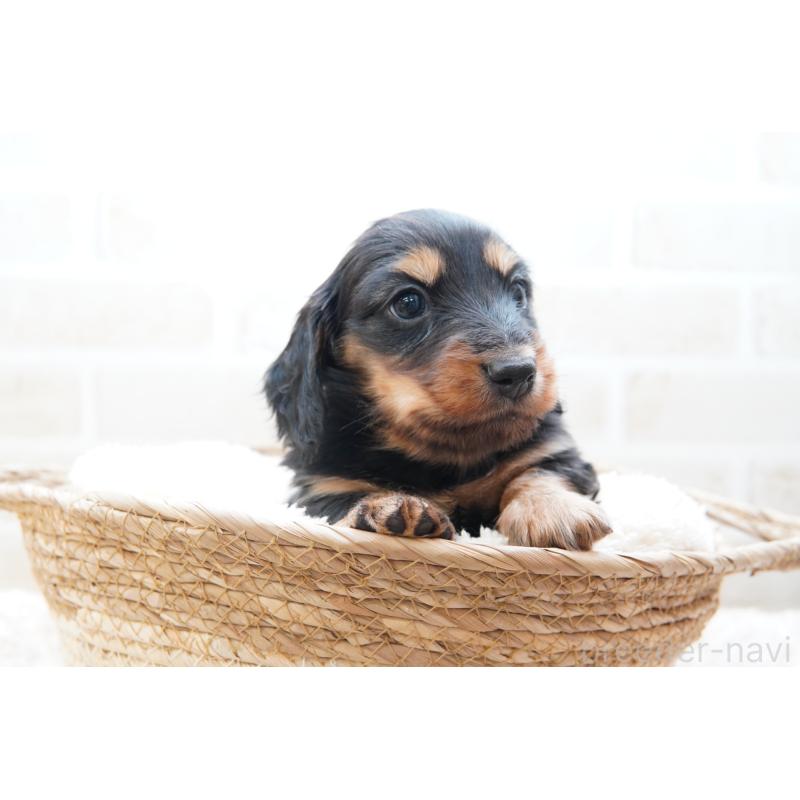 販売中の神奈川県のミニチュアダックスフンド(ロングヘアード)-434854の2枚目