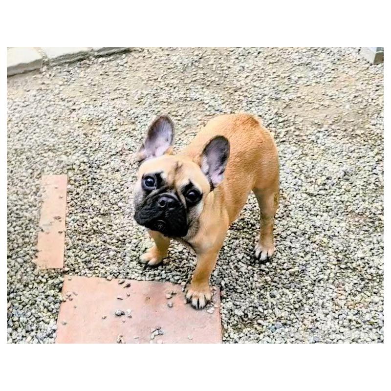 販売中の愛知県のフレンチブルドッグ-434856