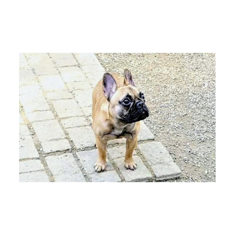 販売中の愛知県のフレンチブルドッグ-434856の3枚目
