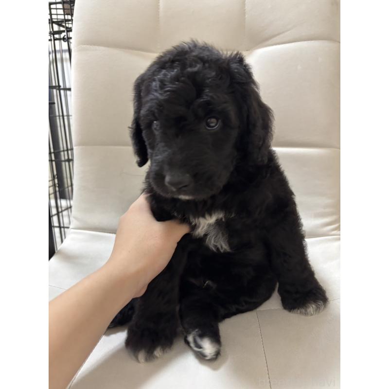 成約済の滋賀県のゴールデンドゥードル:ゴールデンレトリーバー×プードル-434855の1枚目