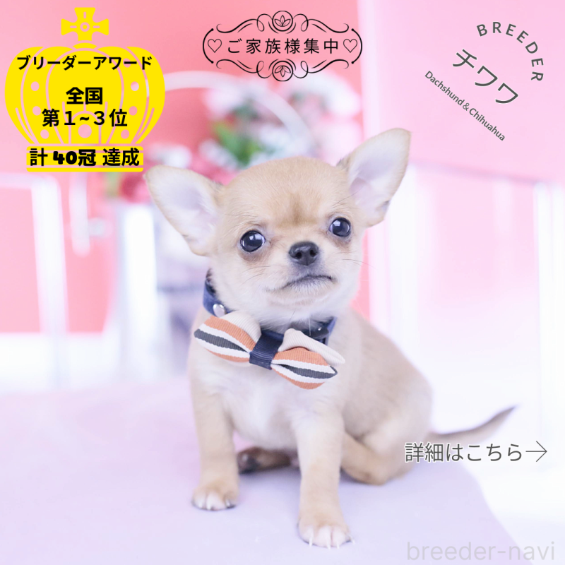 販売中の愛知県のチワワ(スムースコート)-432002