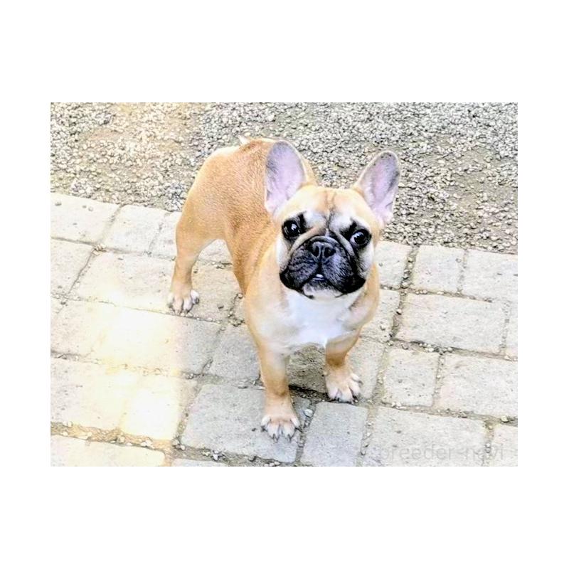 販売中の愛知県のフレンチブルドッグ-434857の3枚目