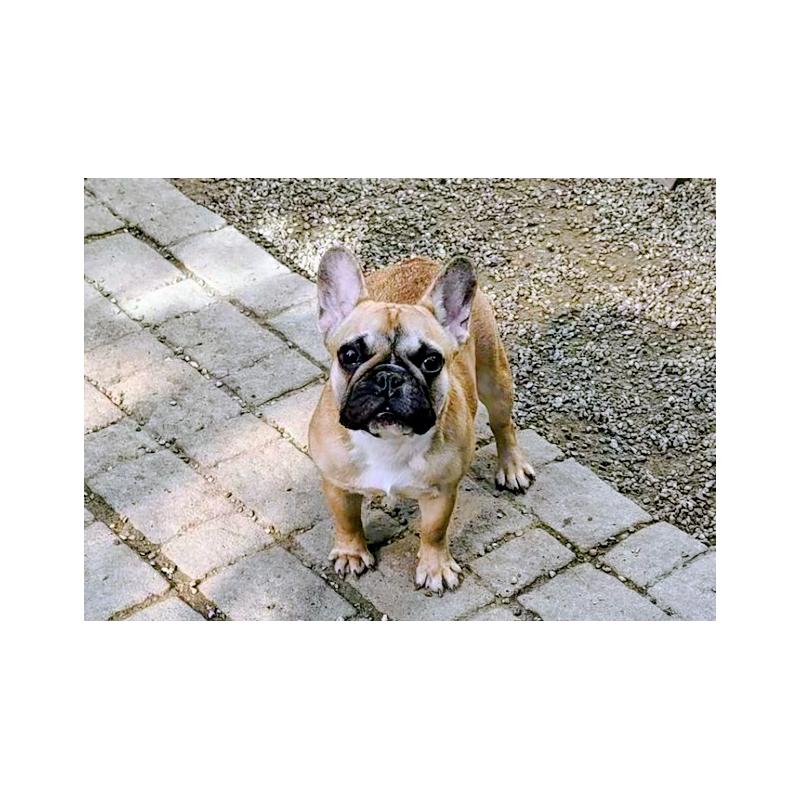 販売中の愛知県のフレンチブルドッグ-434857の1枚目