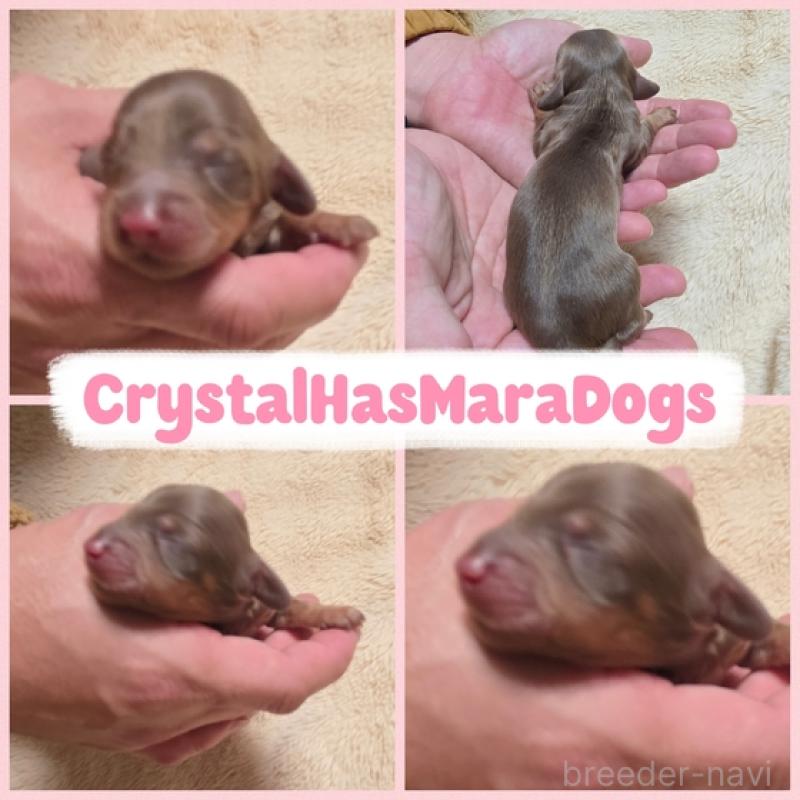 販売中の北海道のミニチュアダックスフンド(ロングヘアード)-434859