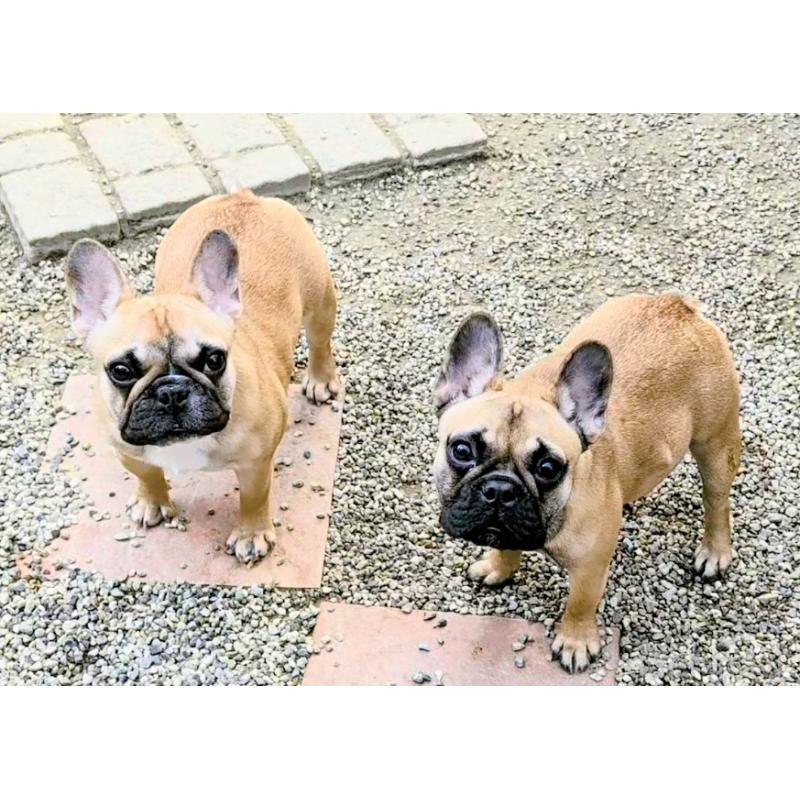 販売中の愛知県のフレンチブルドッグ-434856の2枚目