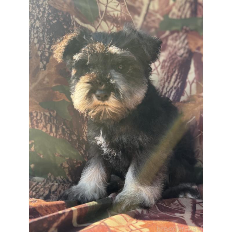 販売中の福岡県のミニチュアシュナウザー-434861の5枚目