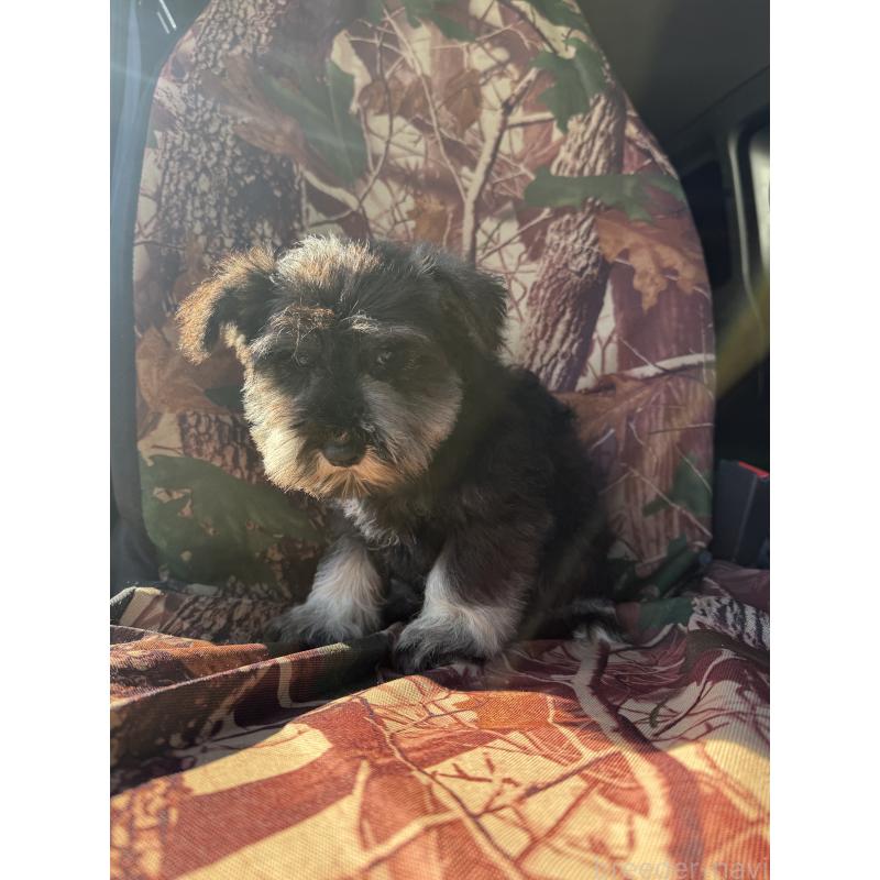 販売中の福岡県のミニチュアシュナウザー-434861の4枚目