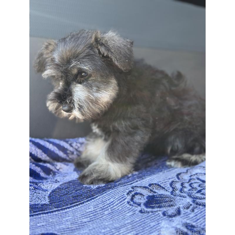 販売中の福岡県のミニチュアシュナウザー-434861の2枚目