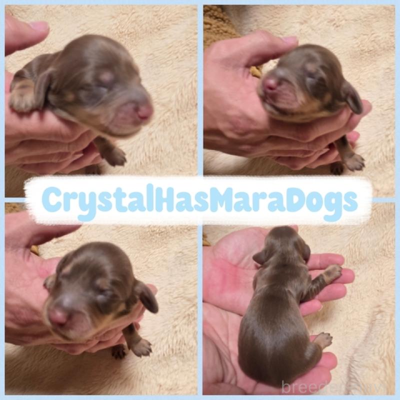 販売中の北海道のミニチュアダックスフンド(ロングヘアード)-434863