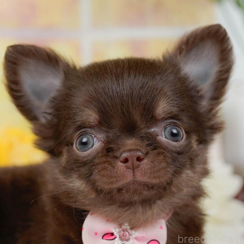 販売中の神奈川県のチワワ(ロングコート)-434864