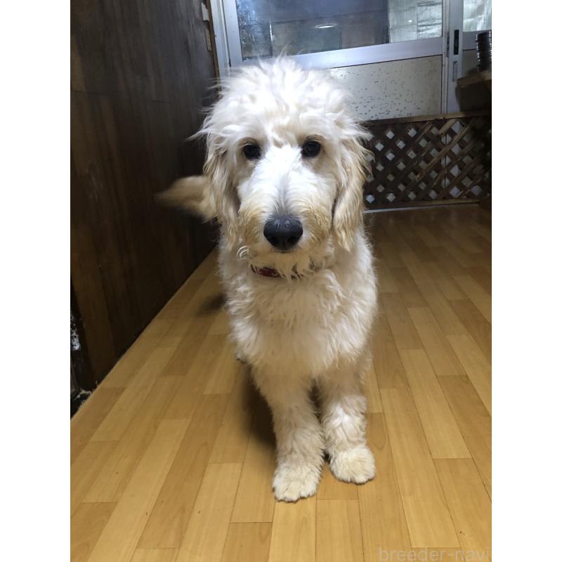 成約済の兵庫県のゴールデンドゥードル:ゴールデンレトリーバー×プードル-399114の3枚目