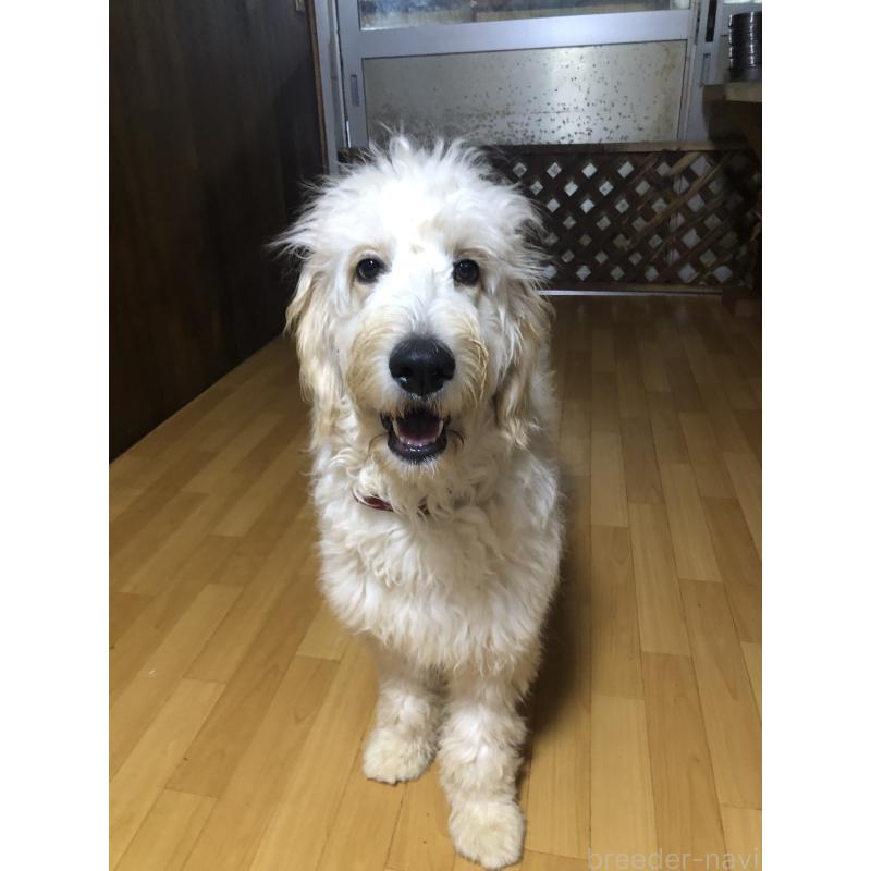 成約済の兵庫県のゴールデンドゥードル:ゴールデンレトリーバー×プードル-399114の2枚目