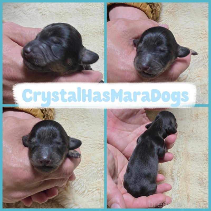 販売中の北海道のミニチュアダックスフンド(ロングヘアード)-434865