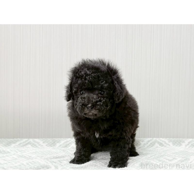 販売中の東京都のタイニープードル-434866の5枚目