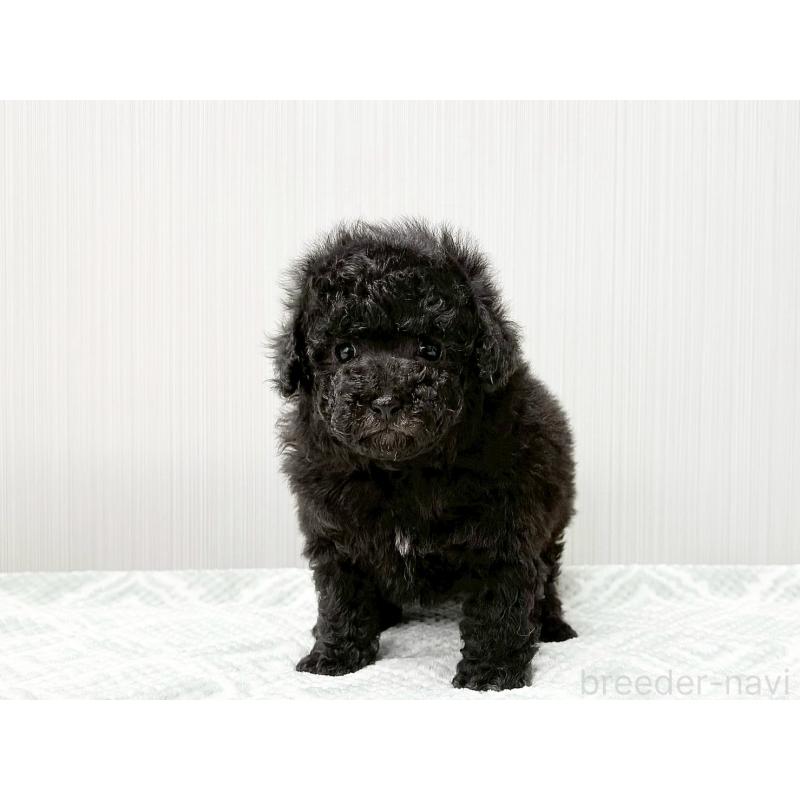 販売中の東京都のタイニープードル-434866の4枚目