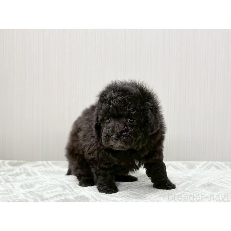 販売中の東京都のタイニープードル-434866の3枚目