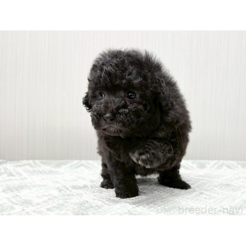 販売中の東京都のタイニープードル-434866の2枚目