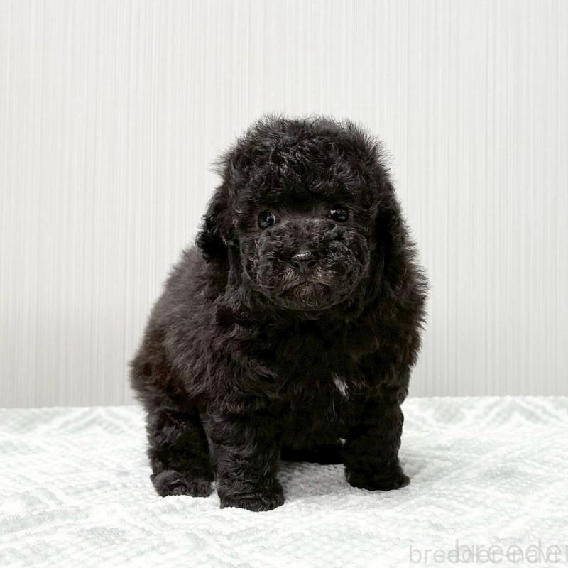 販売中の東京都のタイニープードル-434866の1枚目