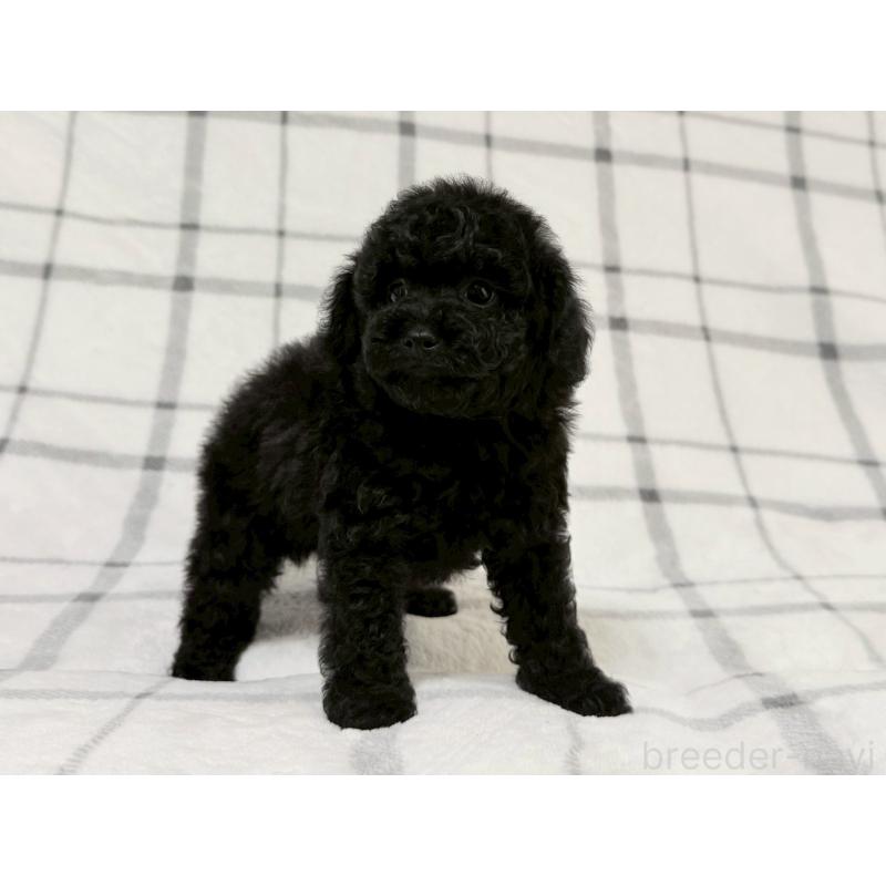 成約済の東京都のトイプードル-430700の6枚目