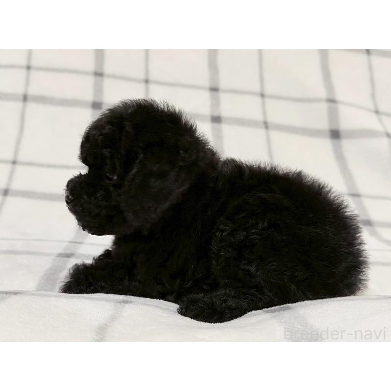 成約済の東京都のトイプードル-430700の5枚目