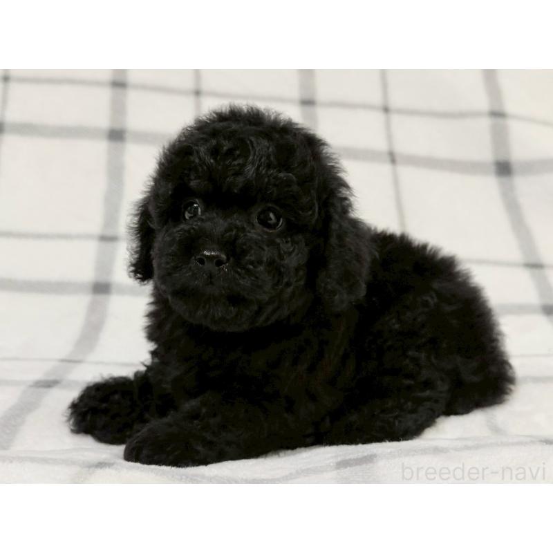 成約済の東京都のトイプードル-430700の1枚目