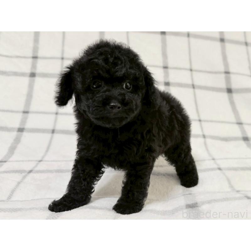 成約済の東京都のトイプードル-430700の4枚目