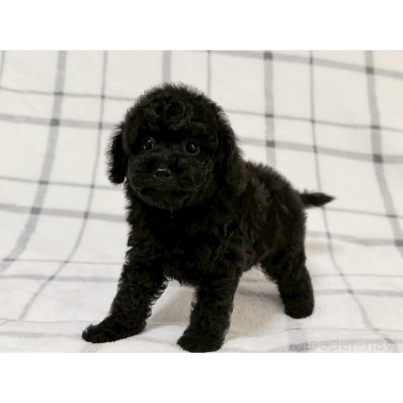 成約済の東京都のトイプードル-430700の3枚目