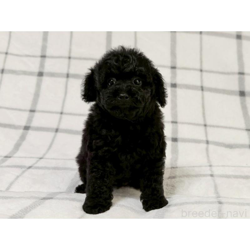 成約済の東京都のトイプードル-430700の2枚目