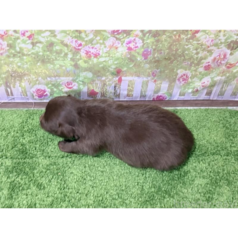 販売中の埼玉県のミックス犬-434871の3枚目