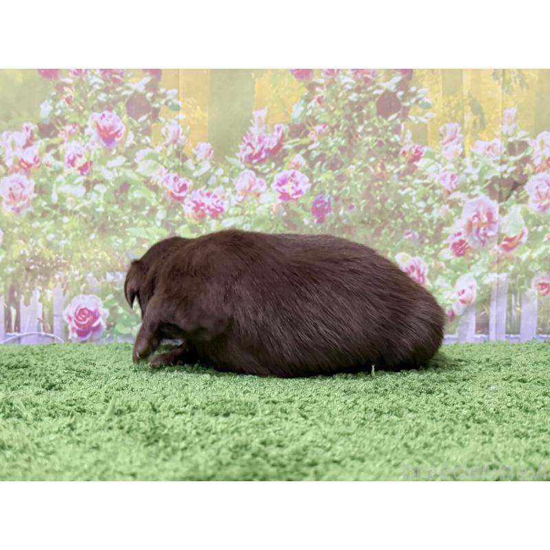 販売中の埼玉県のミックス犬-434871の2枚目