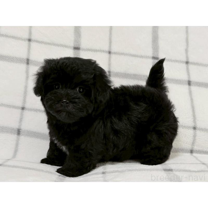 販売中の東京都のマルプー:マルチーズ×トイプードル-434873の4枚目